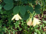 Bauhinia tomentosa
