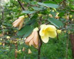 Bauhinia tomentosa