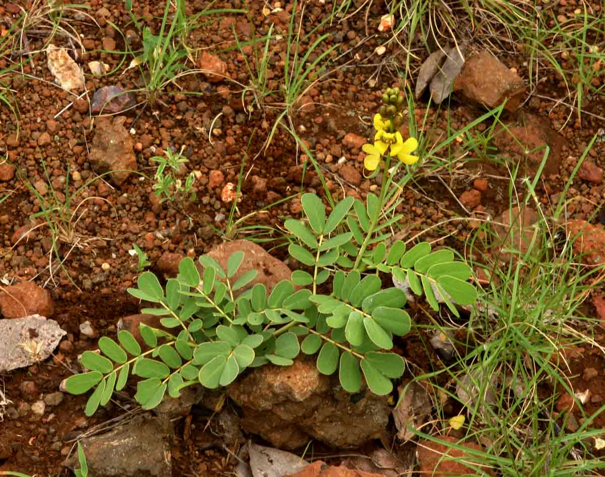 Senna italica subsp. arachoides