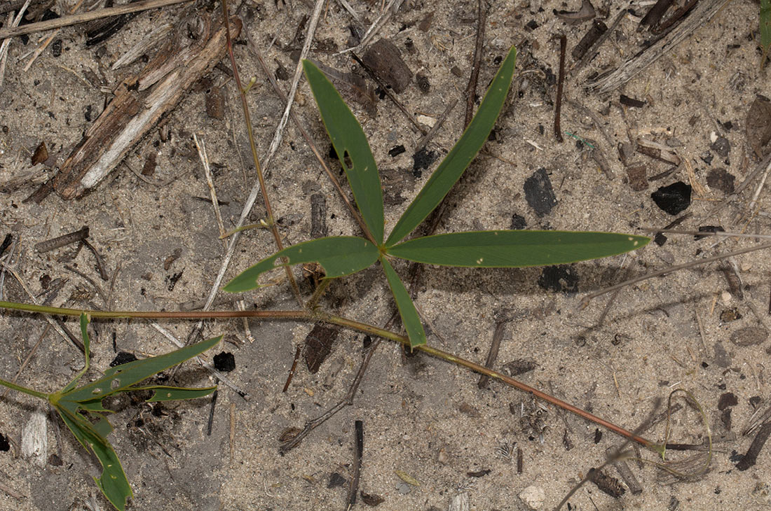 Tephrosia lupinifolia