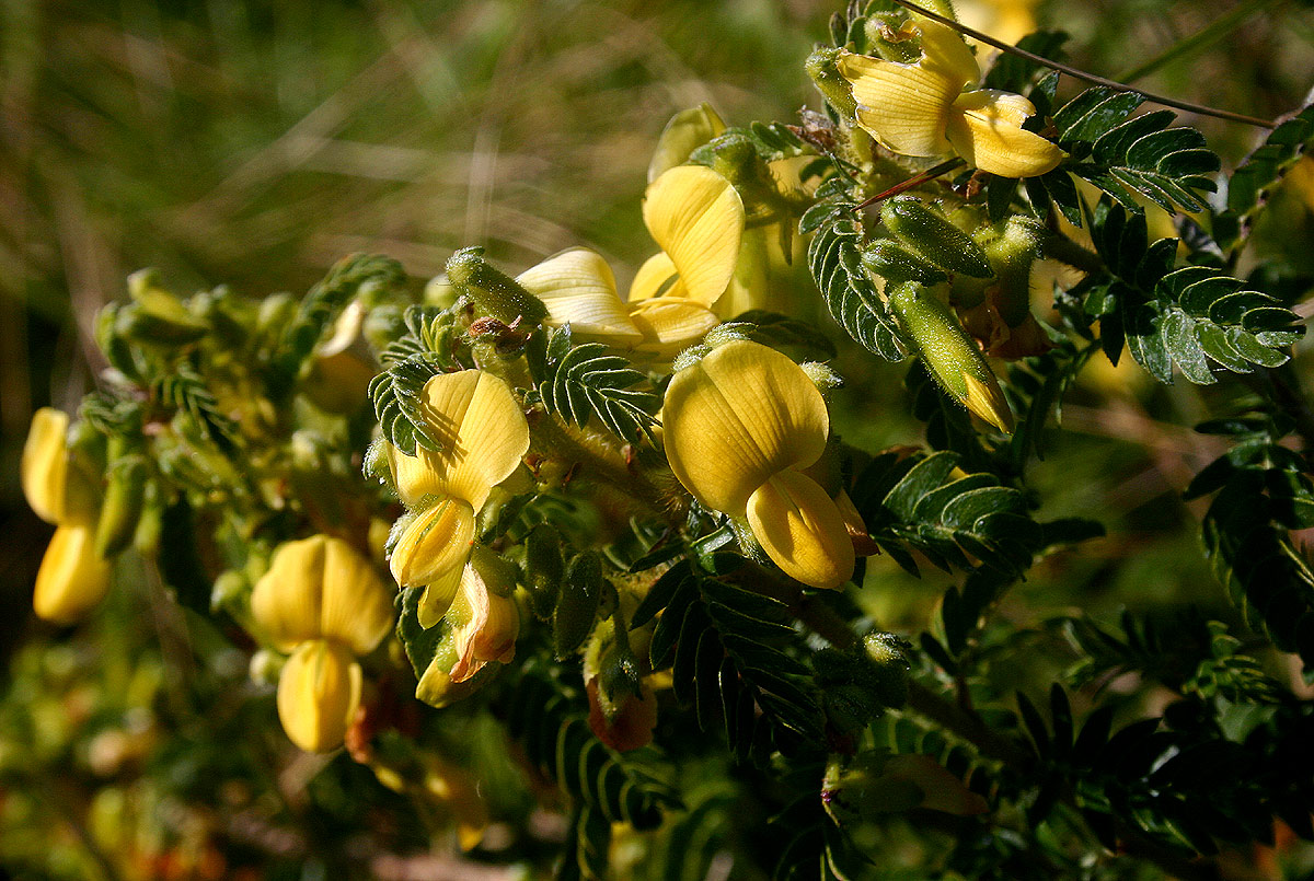Kotschya thymodora subsp. thymodora