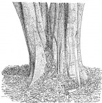 Pterocarpus lucens subsp. antunesii