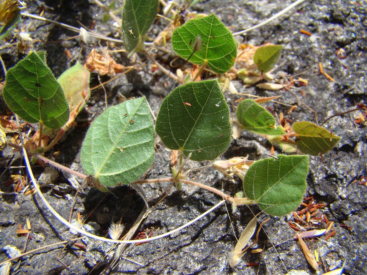 Rhynchosia monophylla