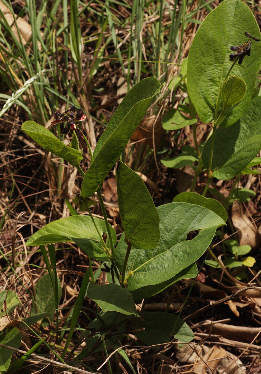 Eriosema chrysadenium var. chrysadenium