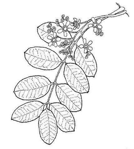 Ekebergia benguelensis