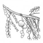 Phyllanthus engleri