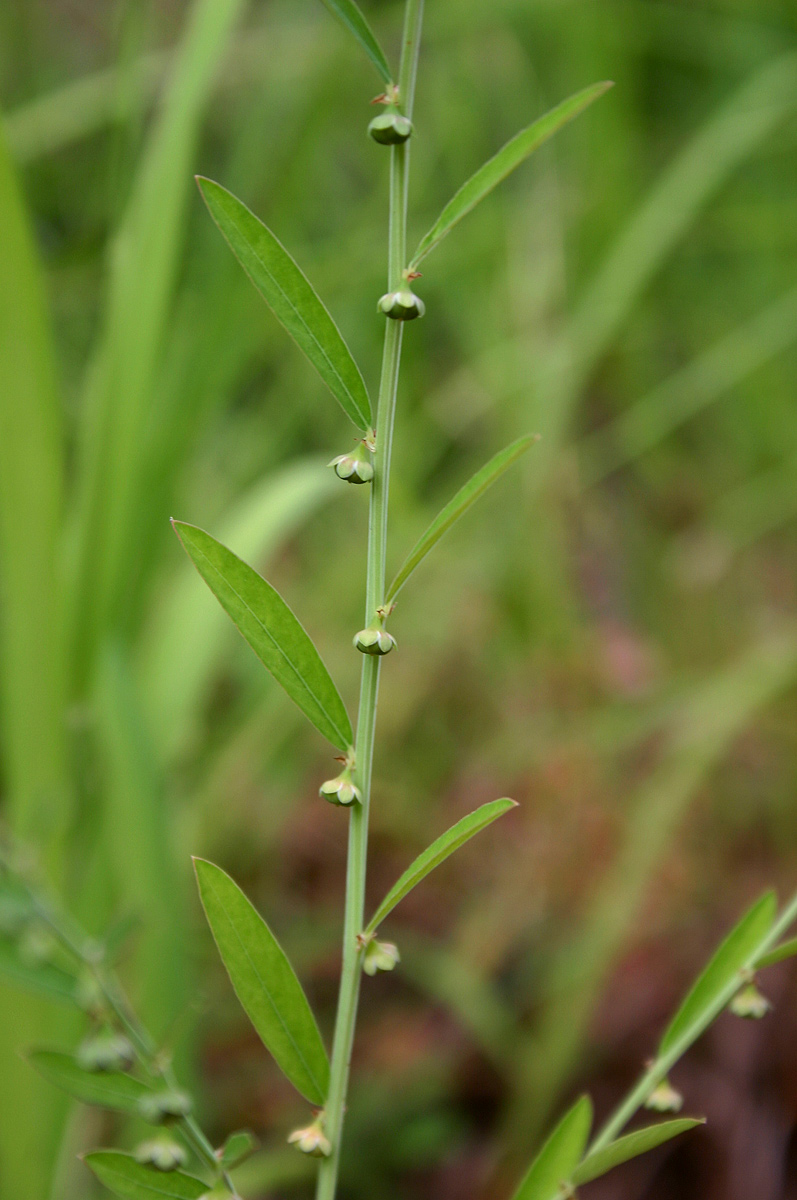 Phyllanthus maderaspatensis image