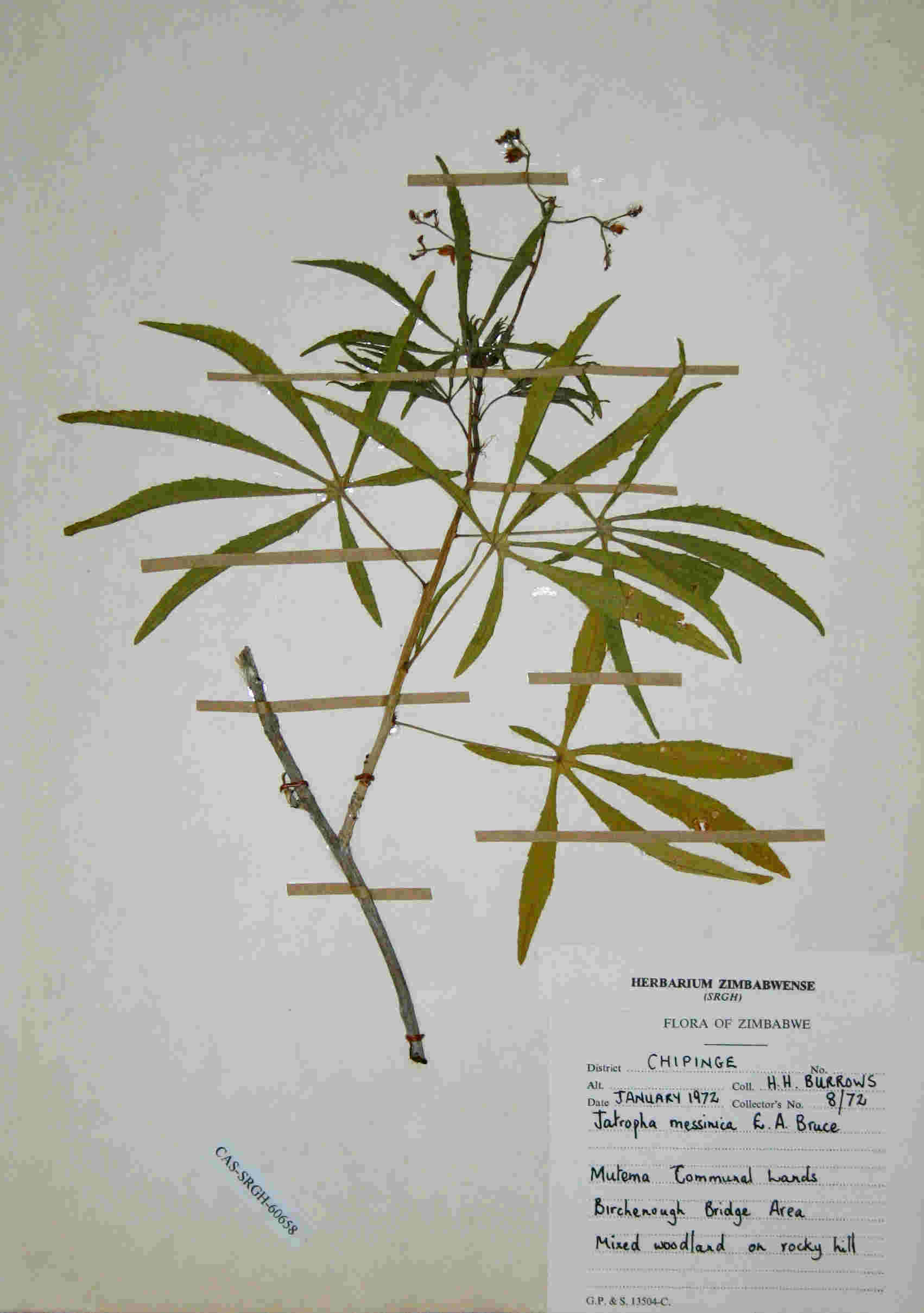 Jatropha spicata