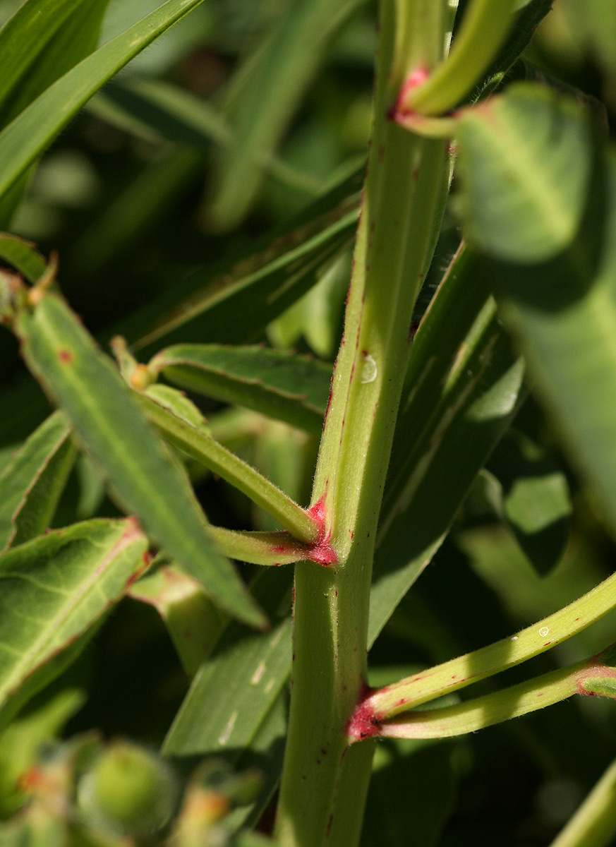 Euphorbia hebecarpa image