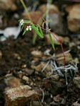 Euphorbia neopolycnemoides