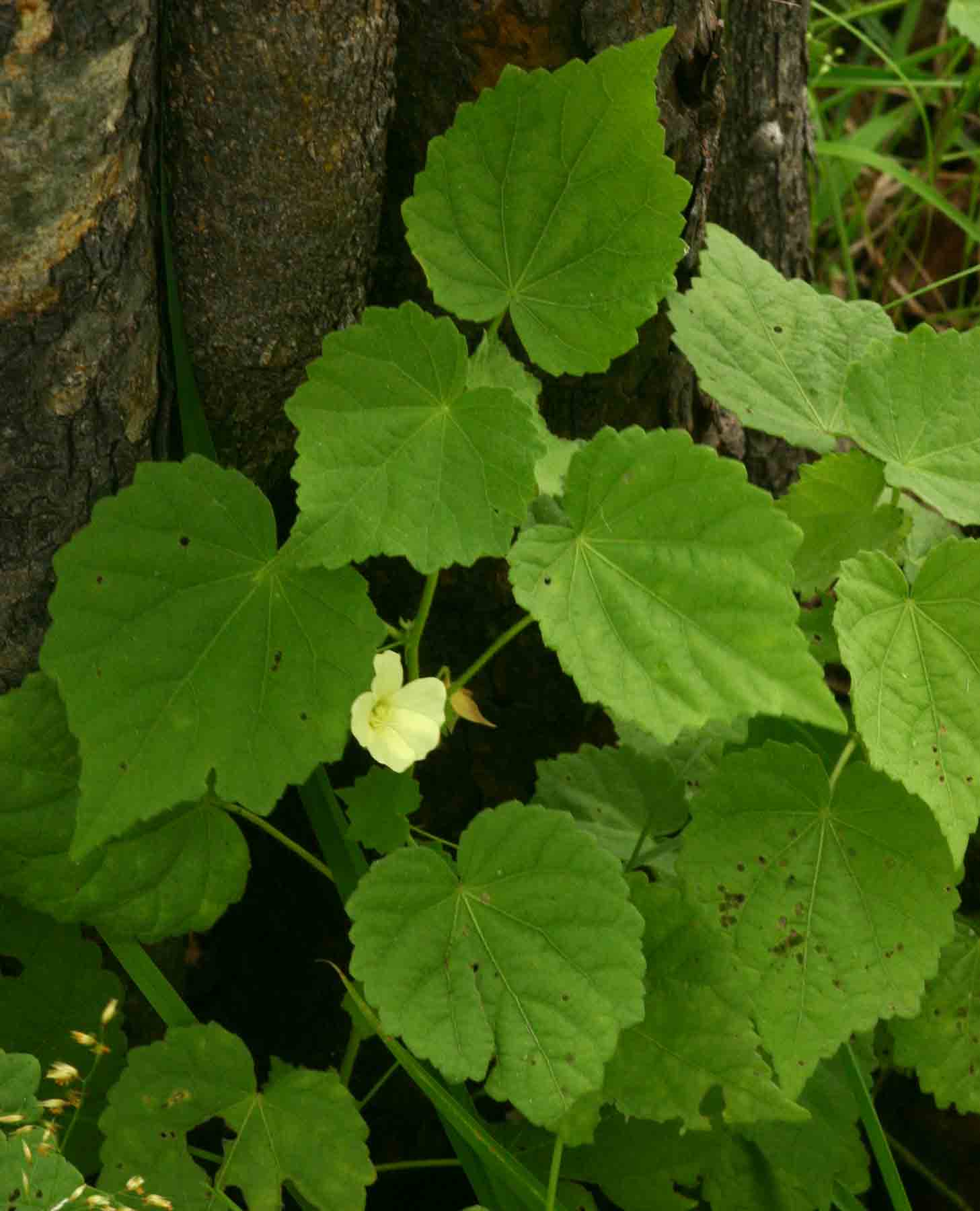 Pavonia procumbens