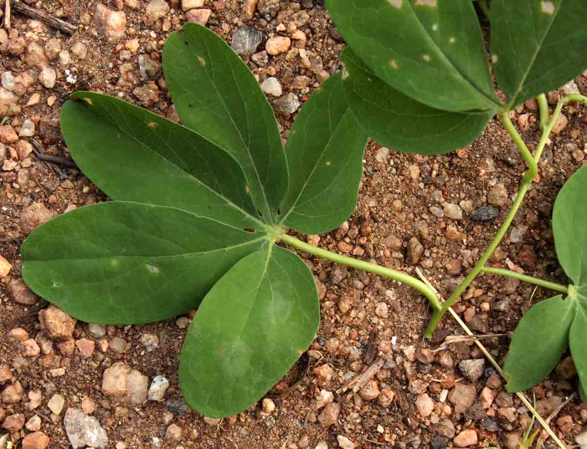 Adenia karibaensis