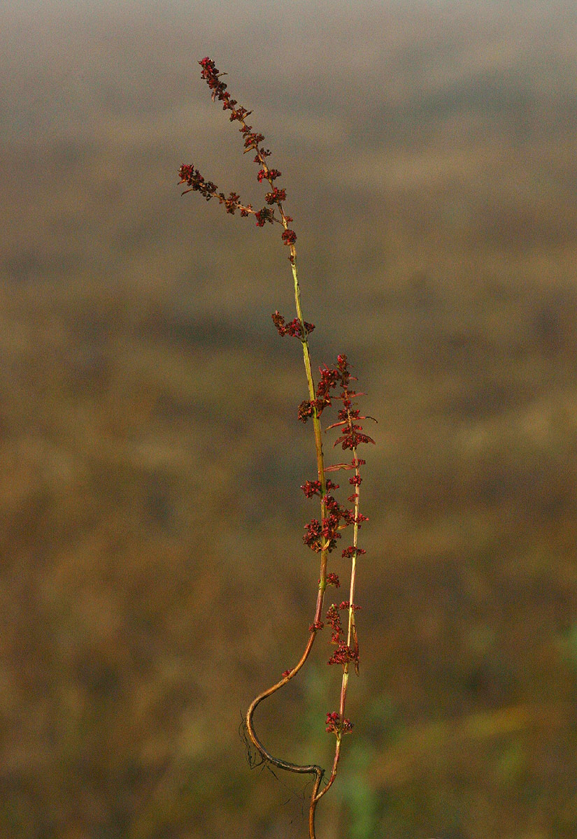 Ammannia multiflora image