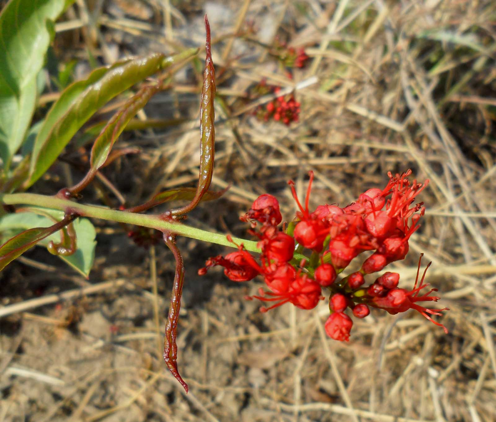 Combretum platypetalum subsp. oatesii