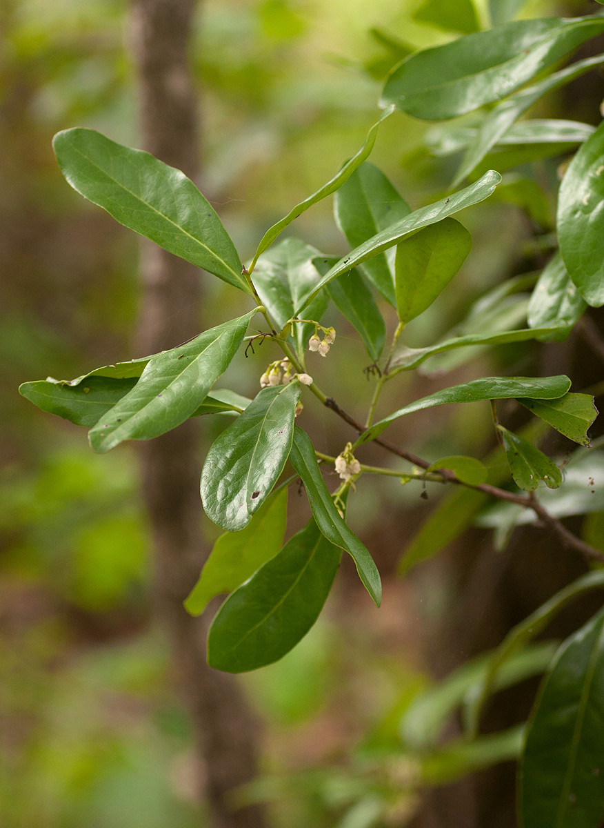 Euclea racemosa subsp. schimperi image