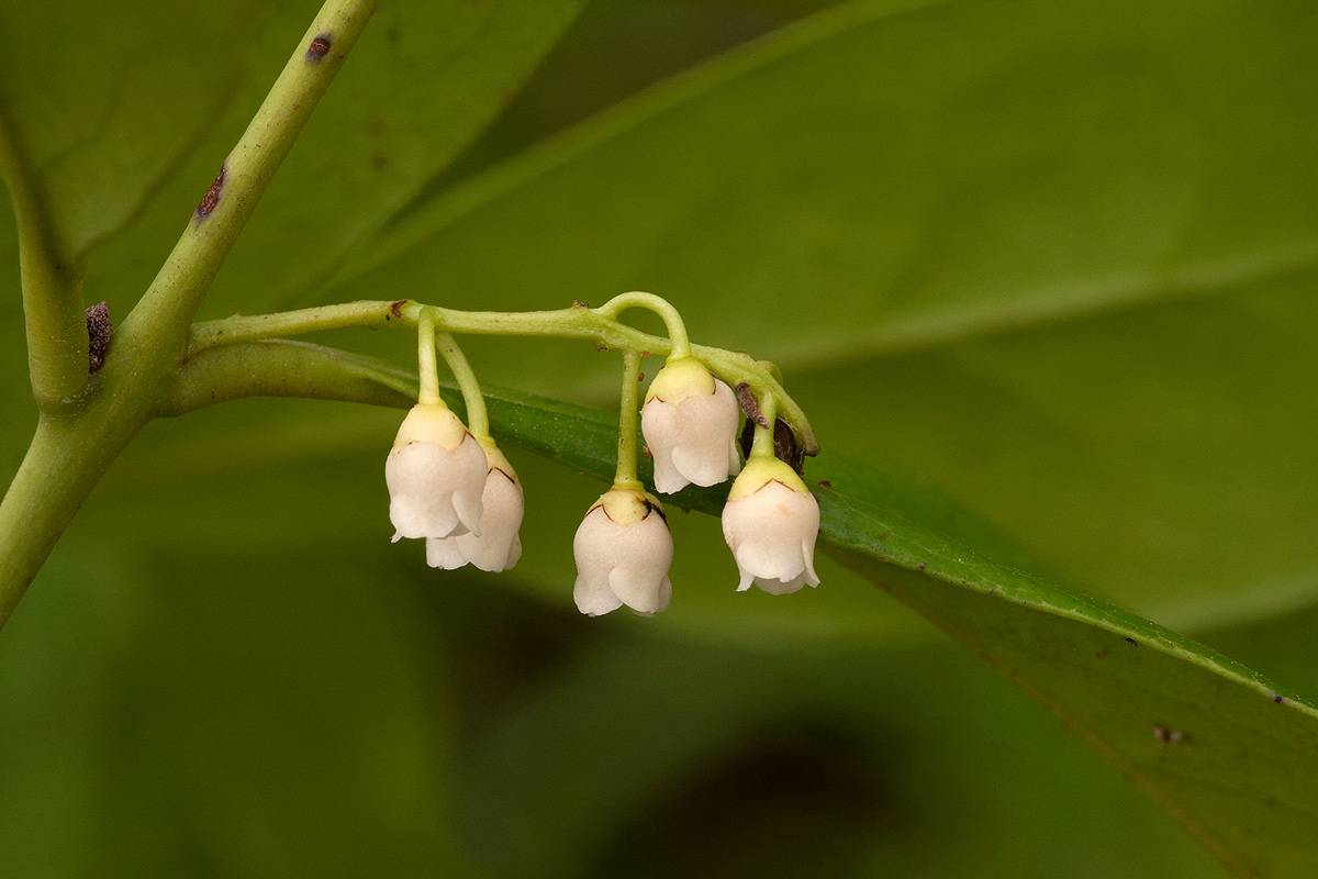 Euclea racemosa subsp. schimperi image