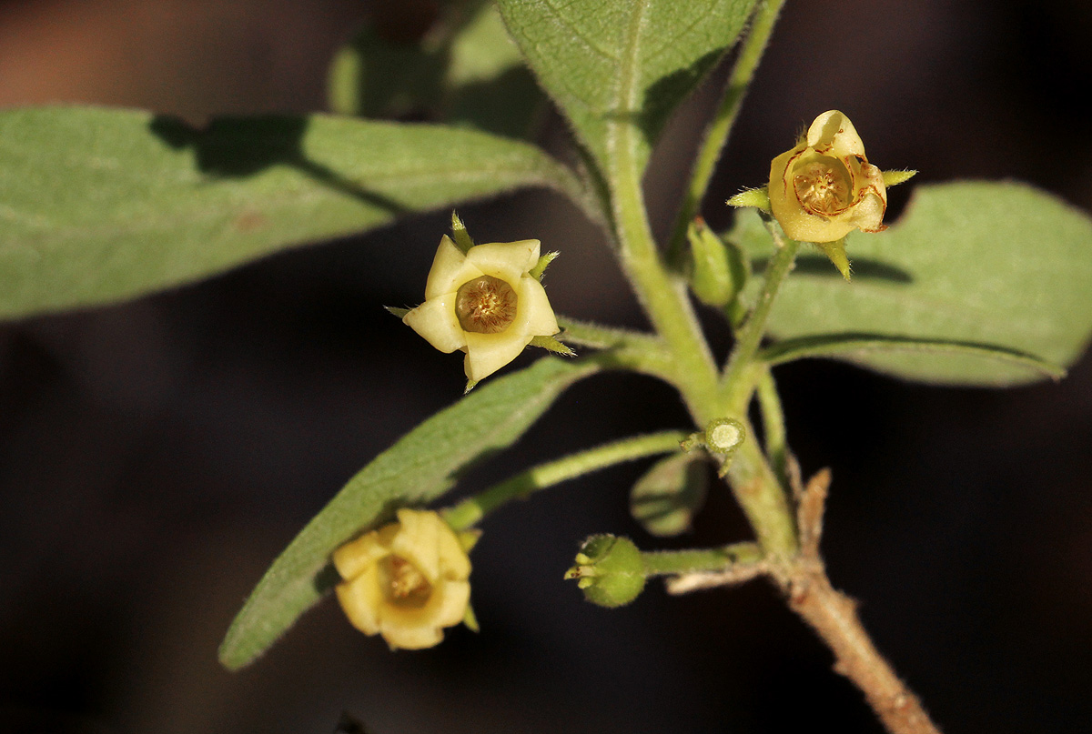 Diospyros lycioides subsp. sericea