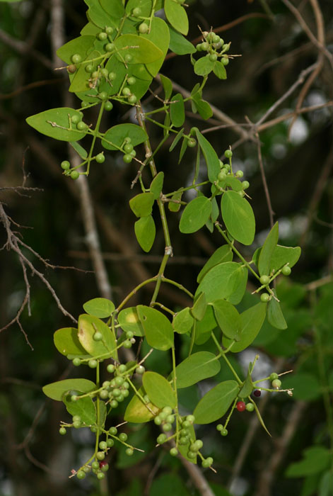 Salvadora persica var. persica