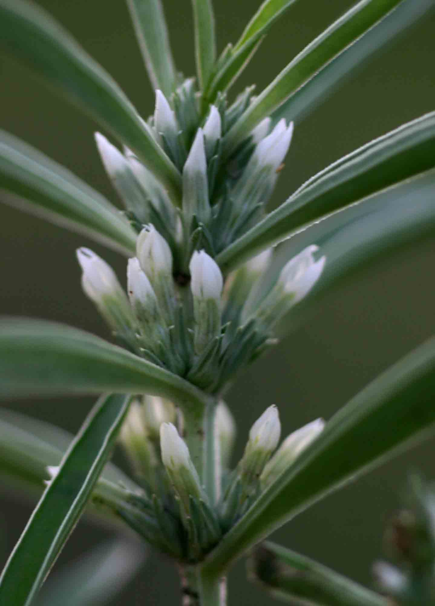 Enicostema hyssopifolium image