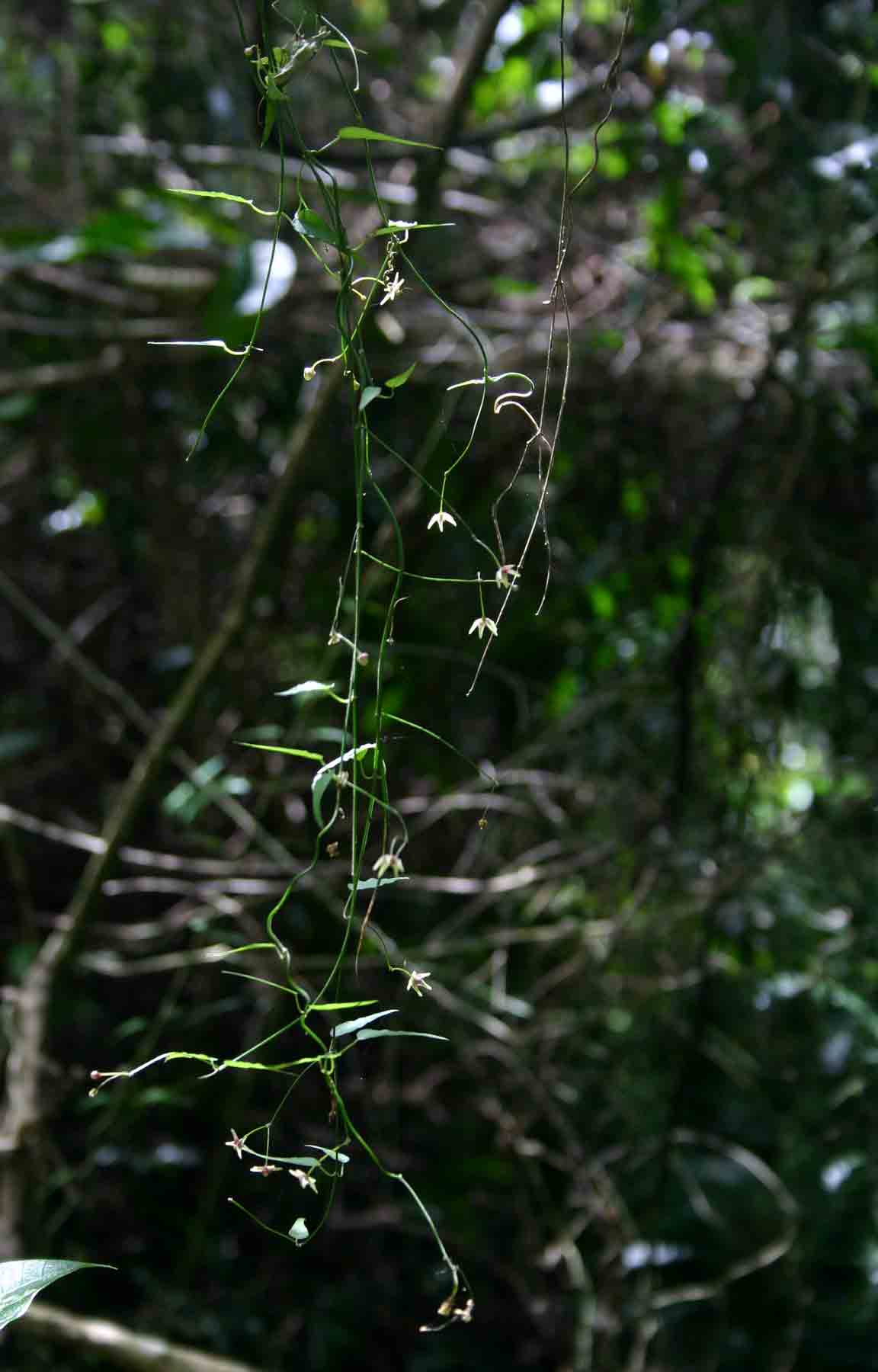 Vincetoxicum monticola