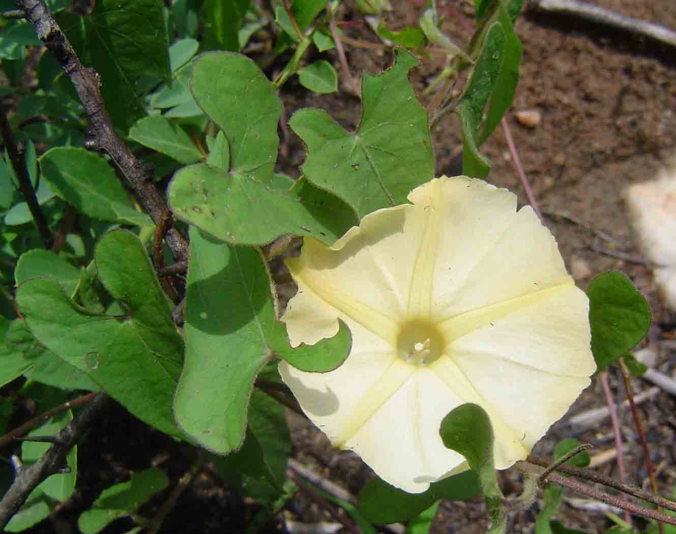 Ipomoea obscura image