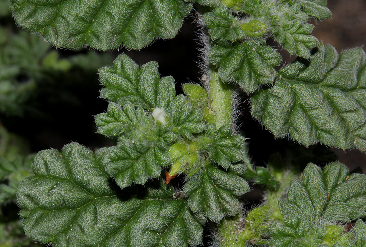 Coldenia procumbens