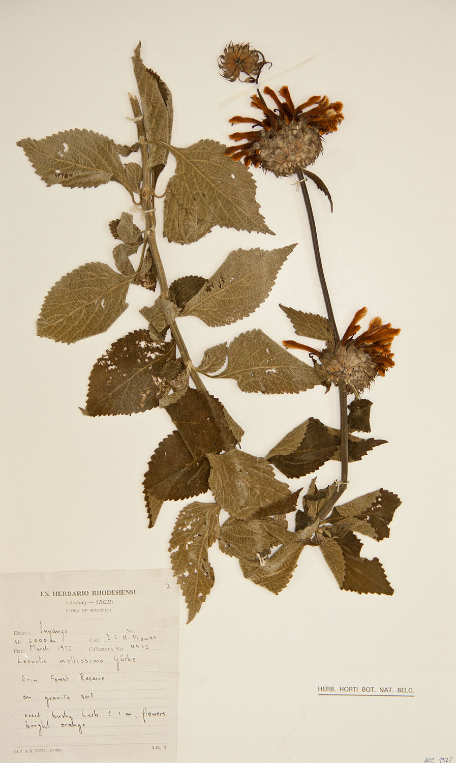 Leonotis ocymifolia var. raineriana