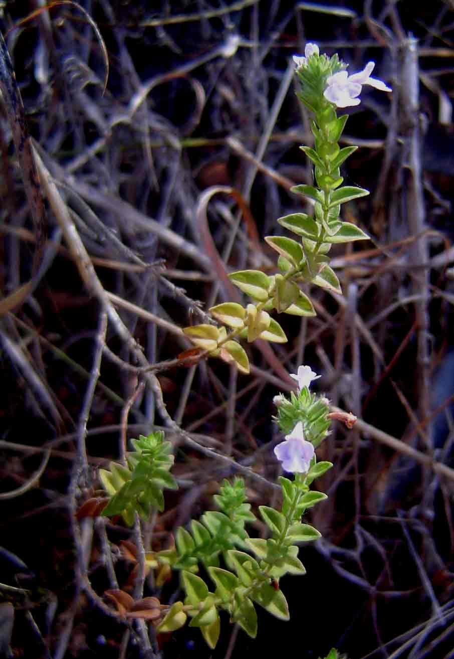Micromeria biflora image