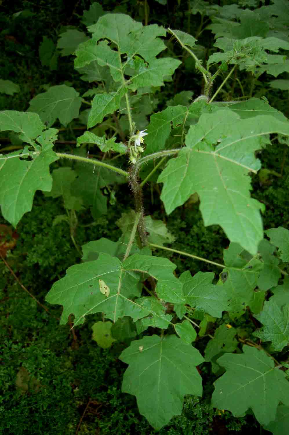 Solanum aculeatissimum