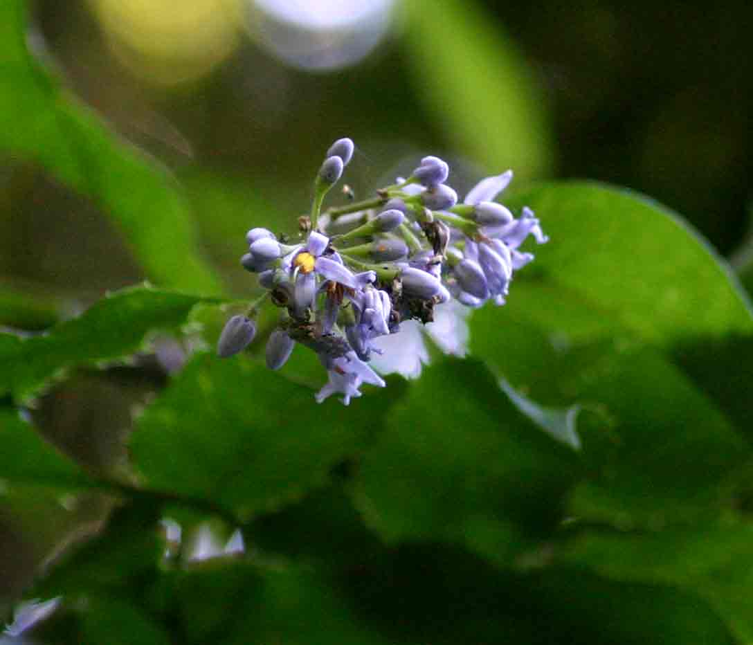 Solanum terminale image