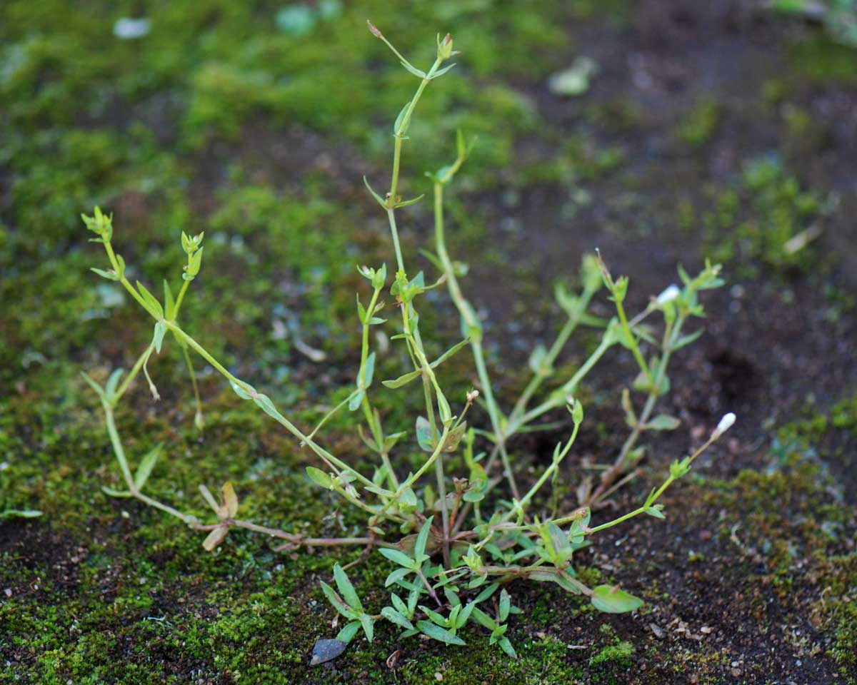 Lindernia parviflora image