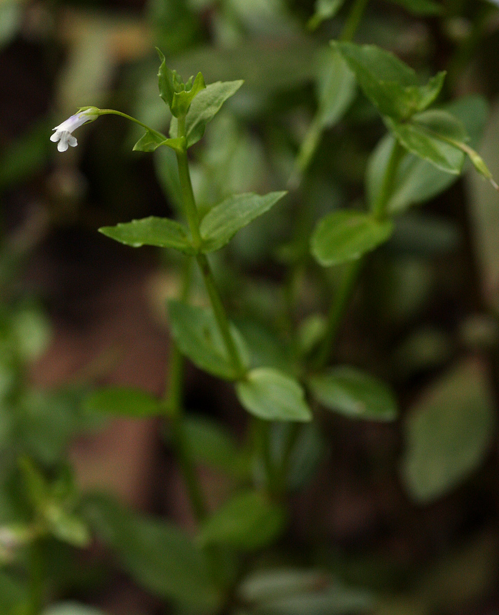 Lindernia parviflora image