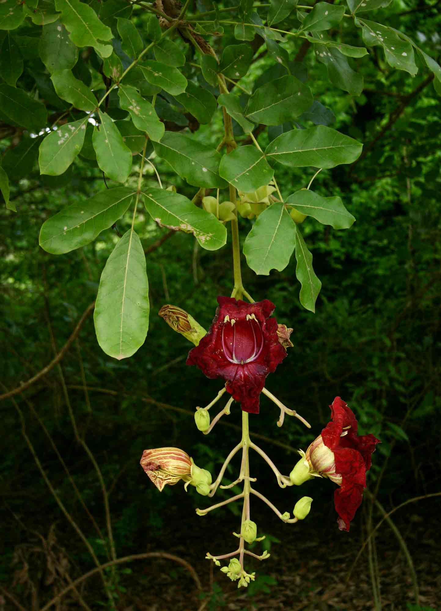 Kigelia africana subsp. africana