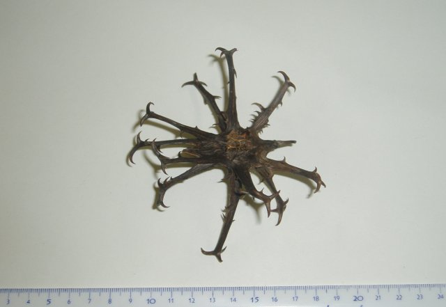 Harpagophytum procumbens image
