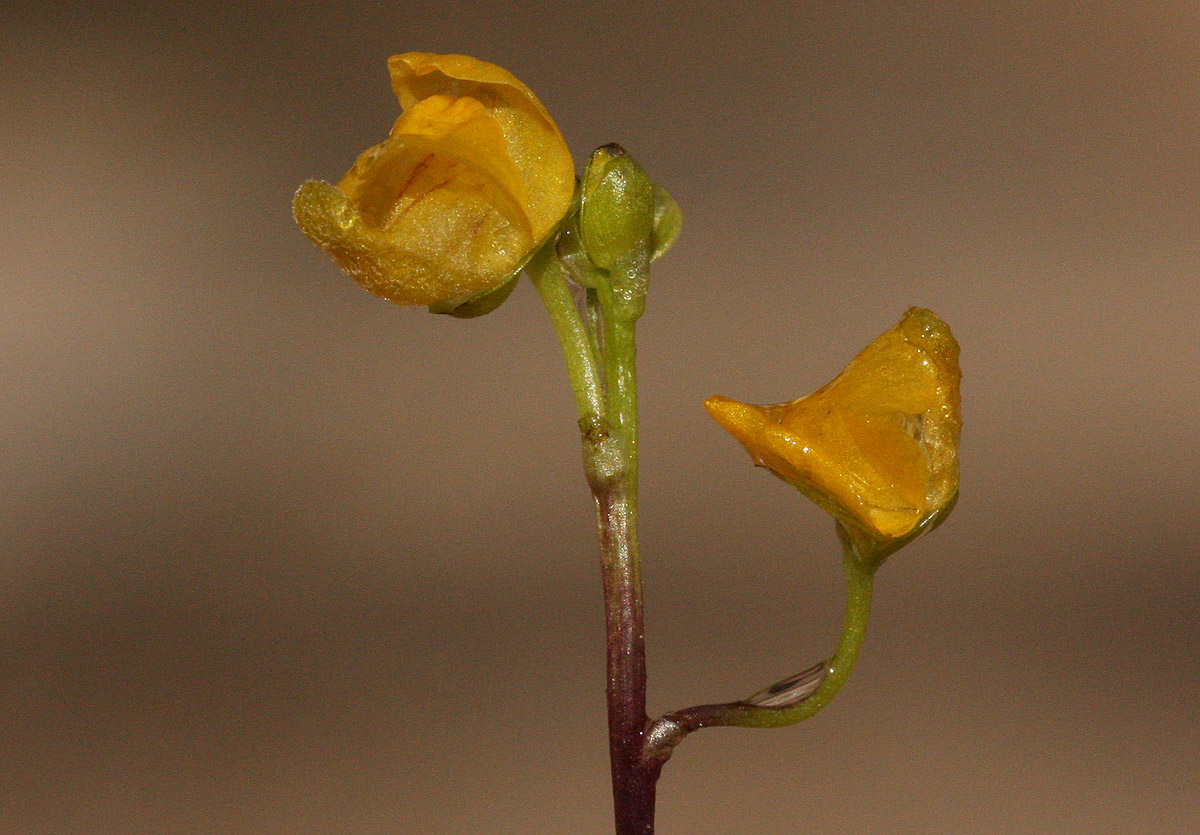 Utricularia stellaris