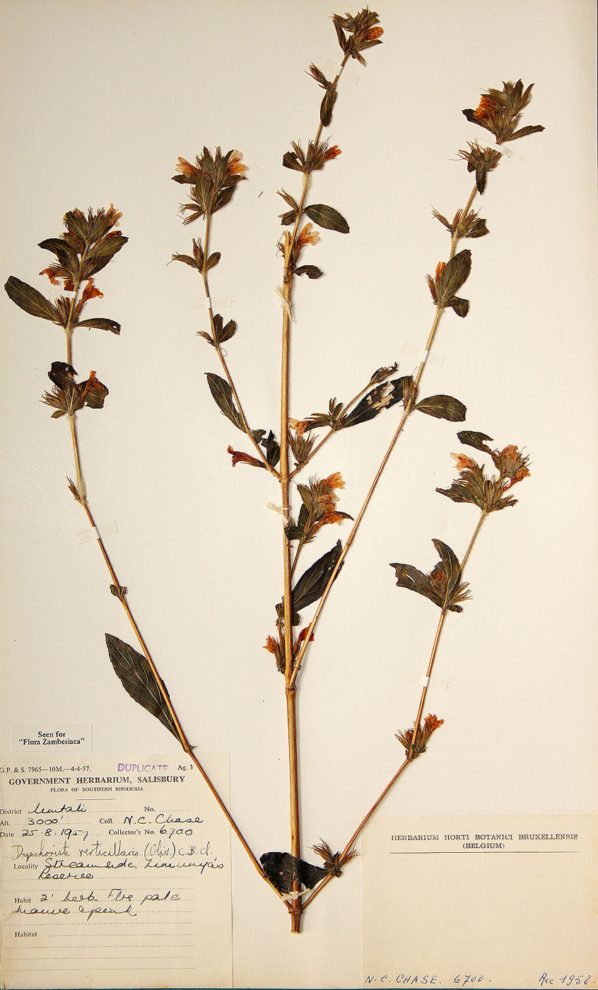 Dyschoriste trichocalyx subsp. verticillaris
