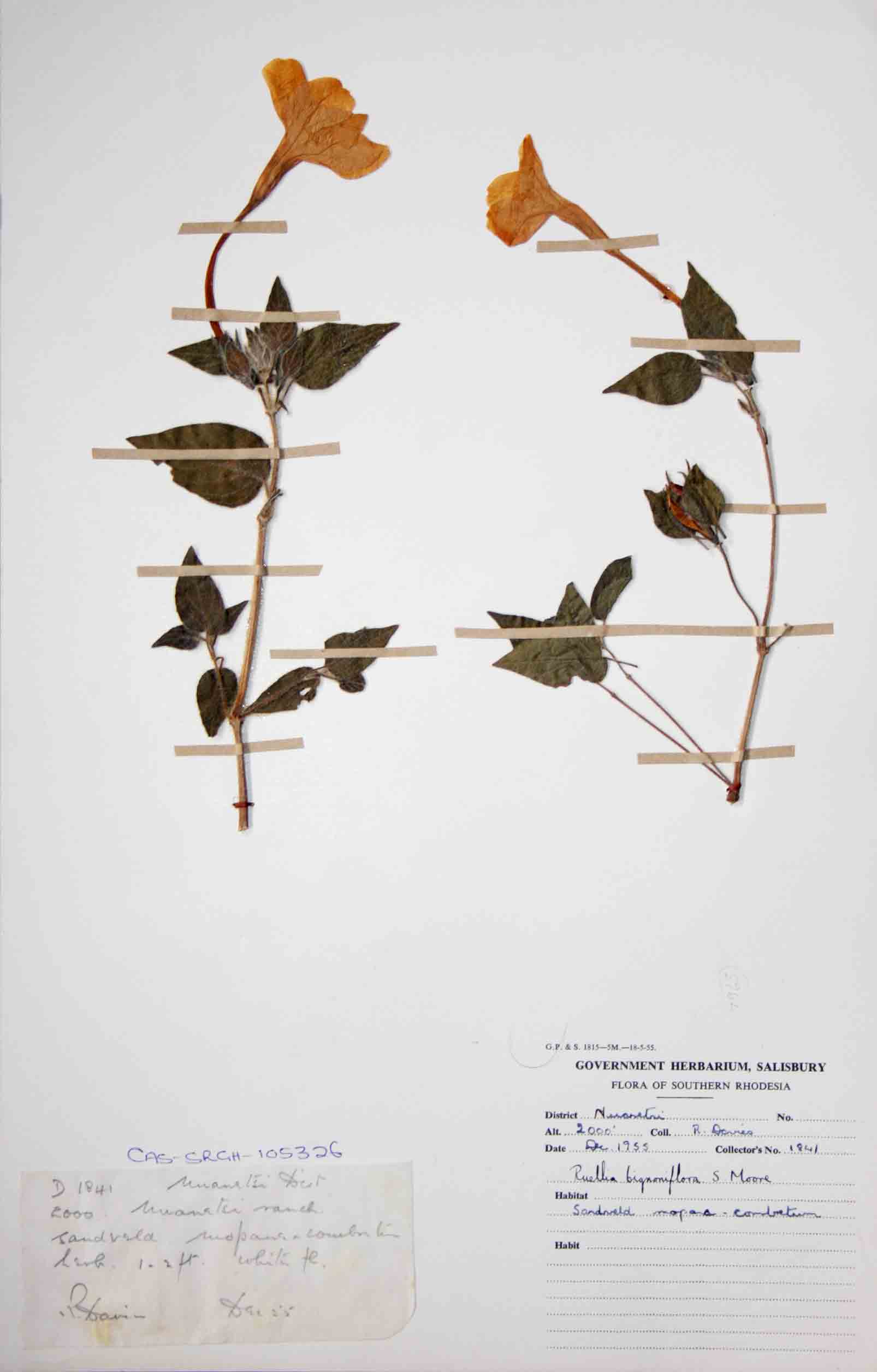 Ruellia bignoniiflora