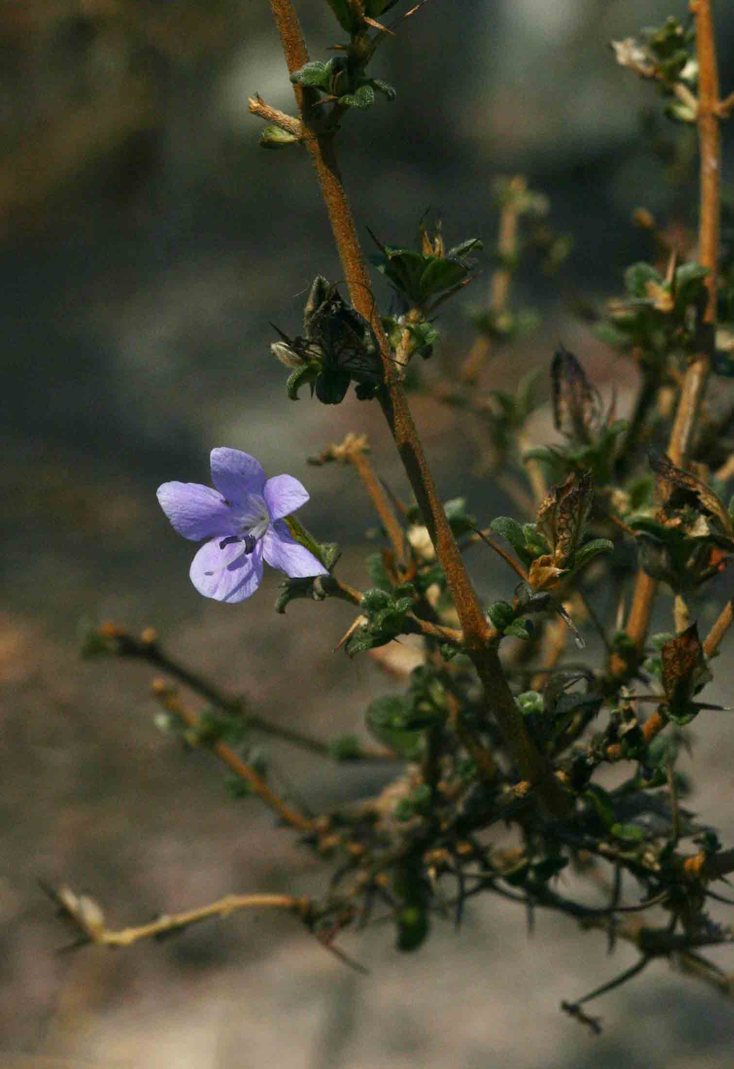 Barleria crassa subsp. crassa