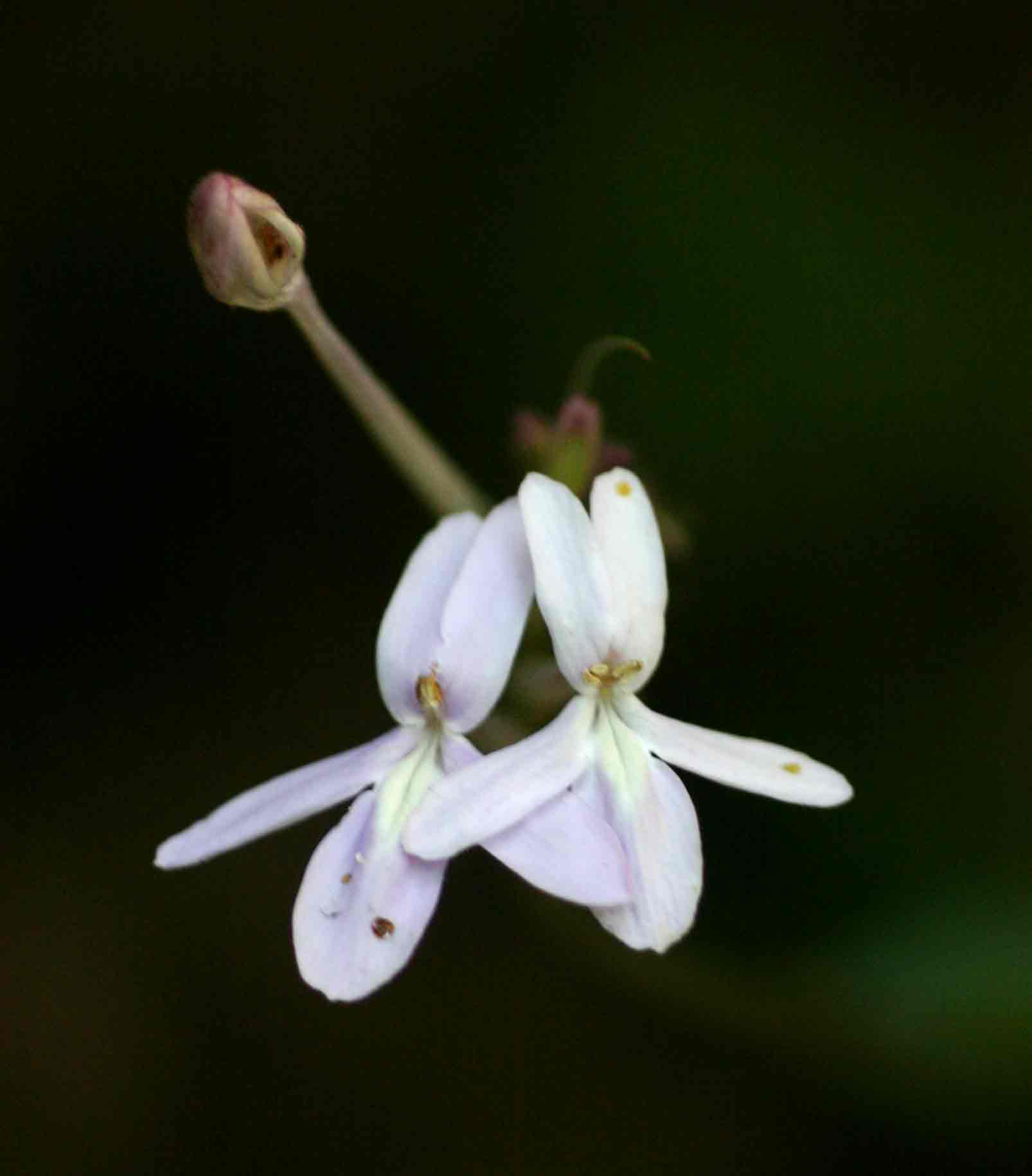 Pseuderanthemum subviscosum