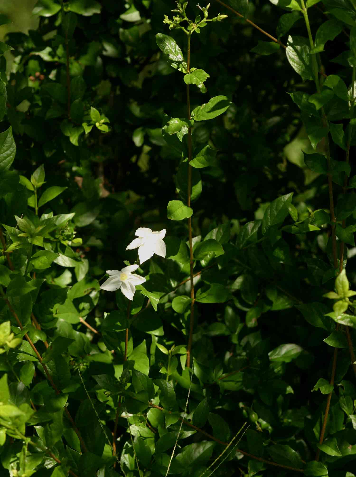 Heinsia crinita subsp. parviflora image