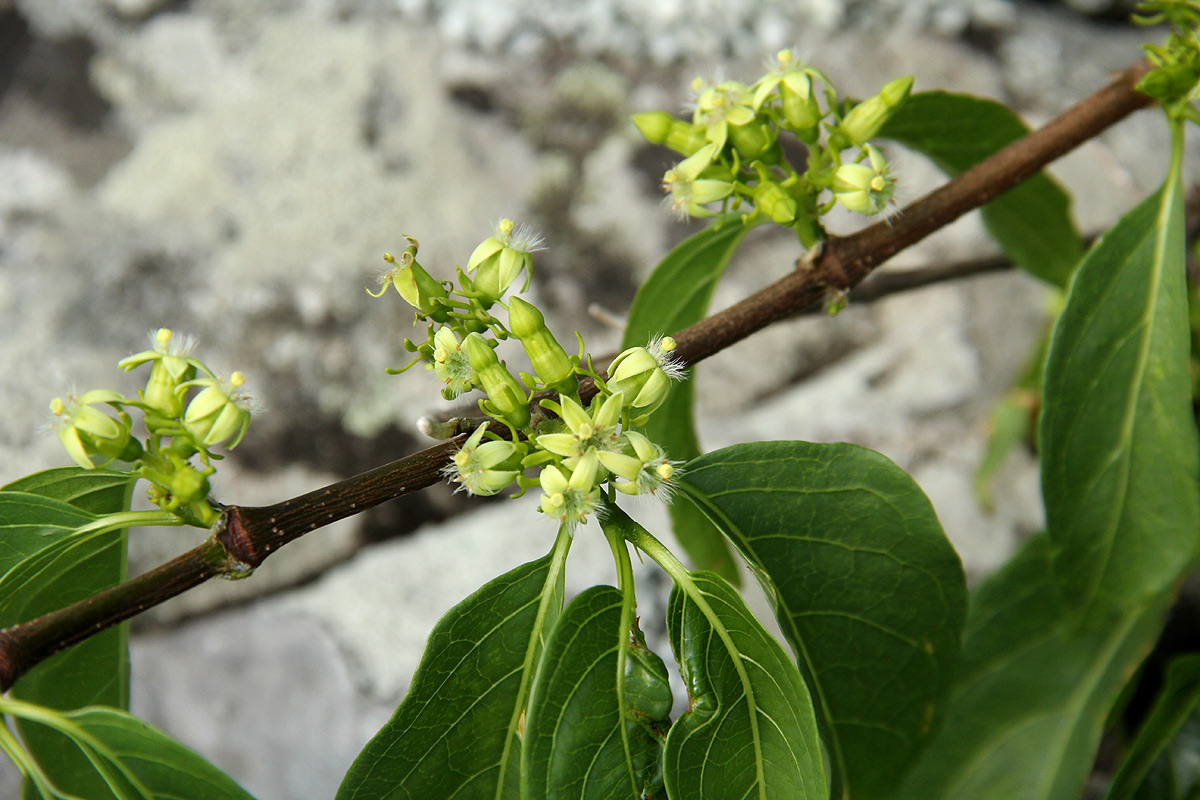 Vangueria apiculata