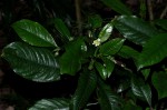 Psychotria peduncularis var. angustibracteata