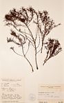Anthospermum vallicola