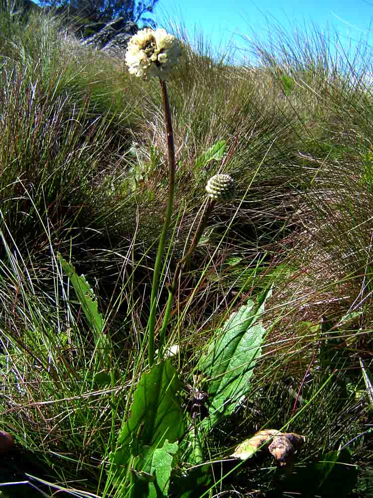 Cephalaria pungens