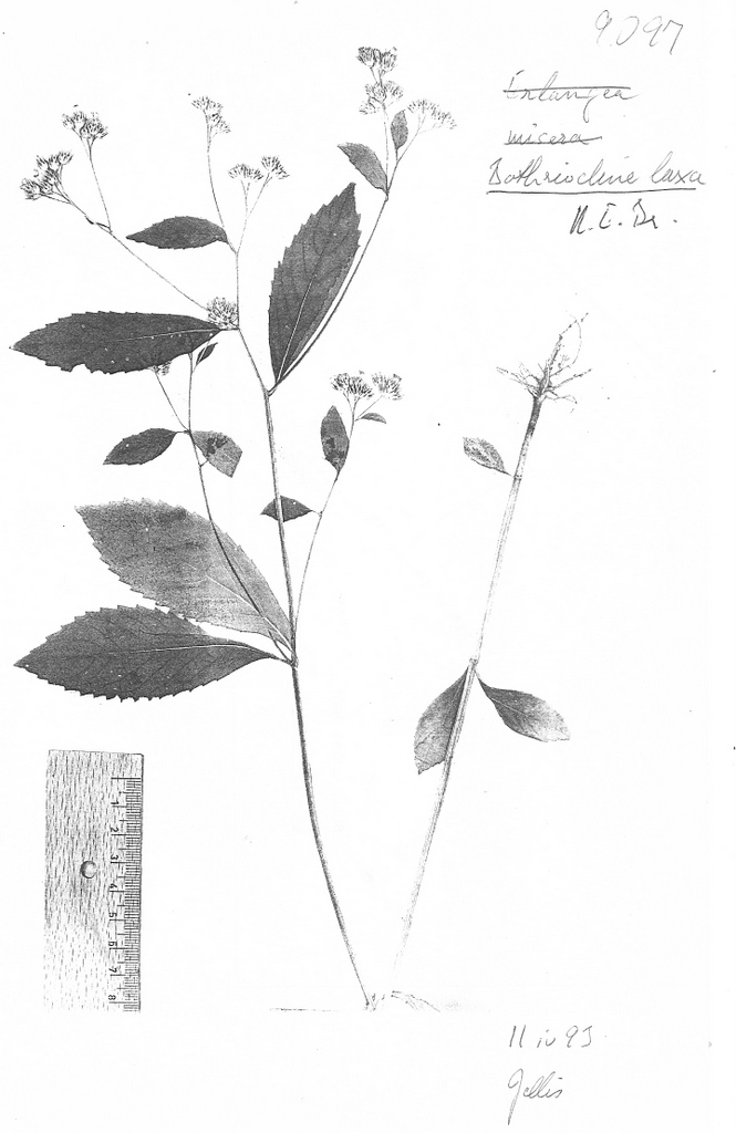 Bothriocline laxa subsp. laxa