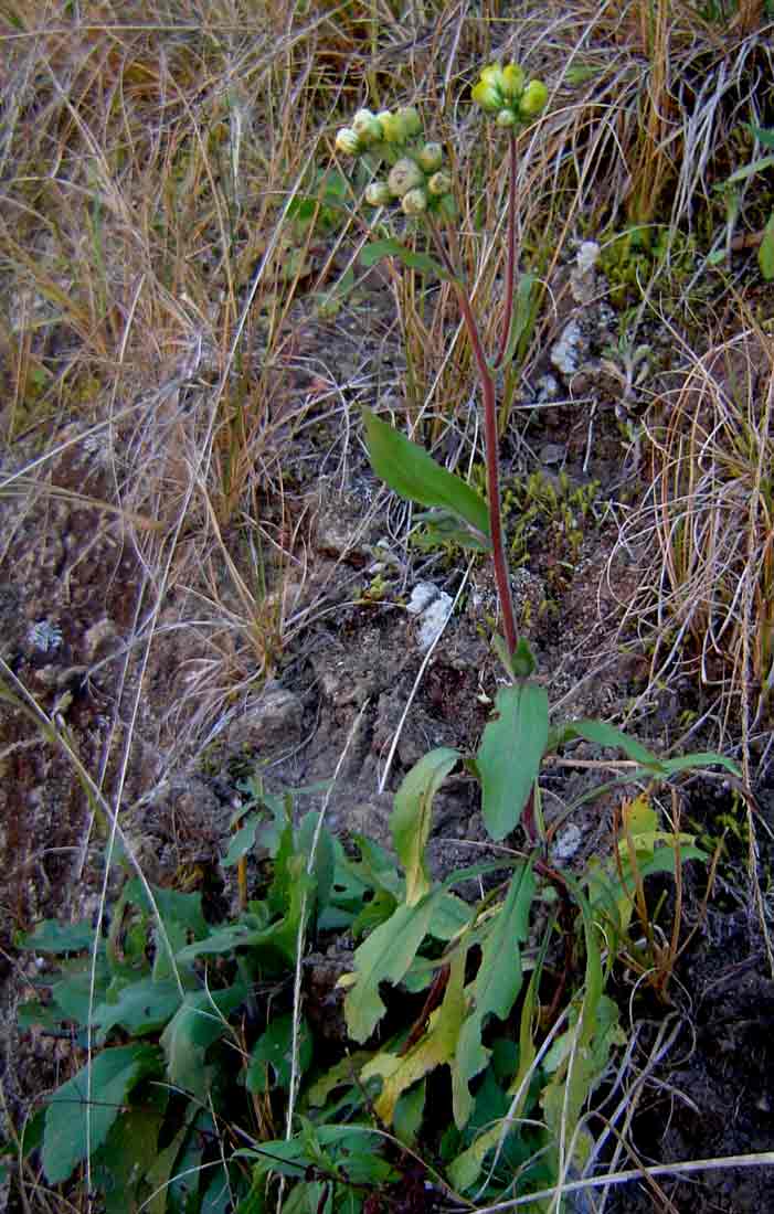 Eschenbachia gouanii image