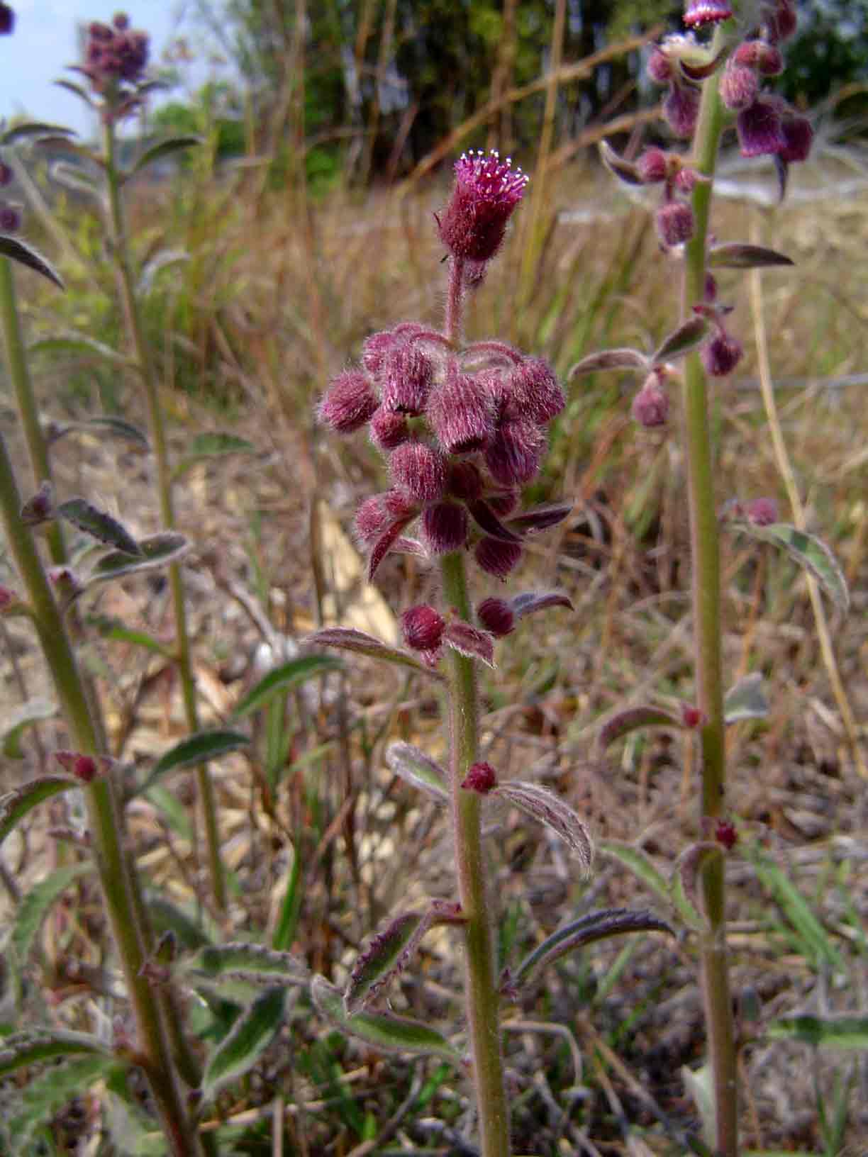 Blumea axillaris image