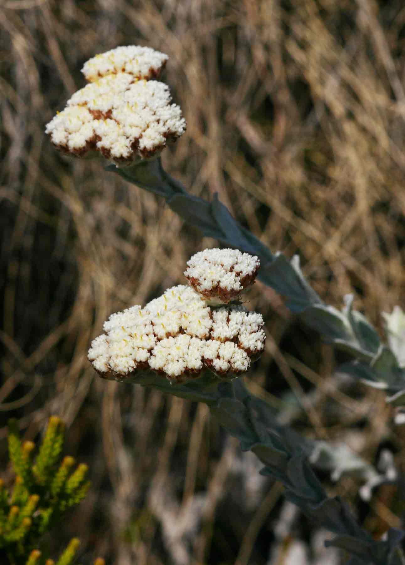 Helichrysum acervatum