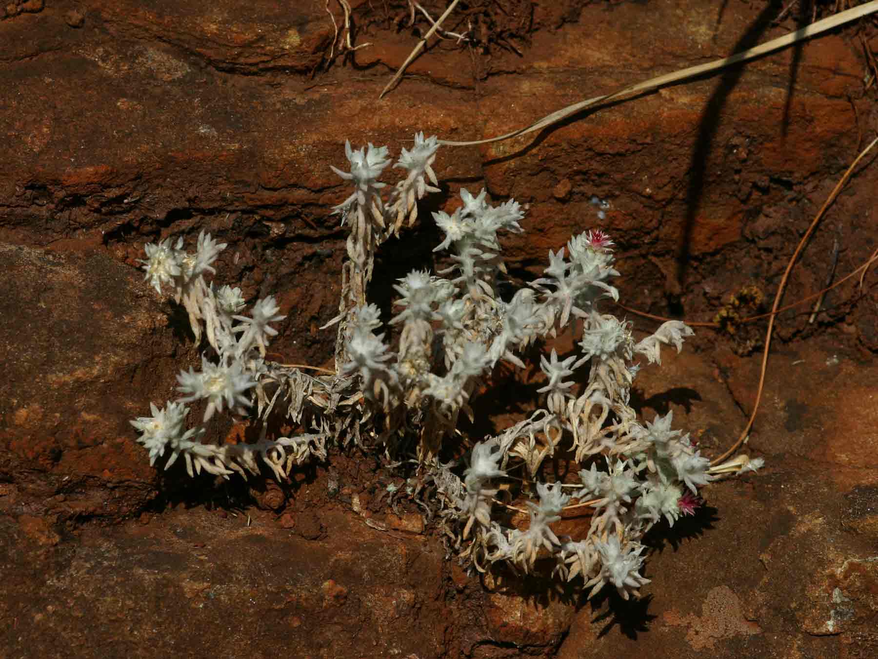 Helichrysum serpentinicola