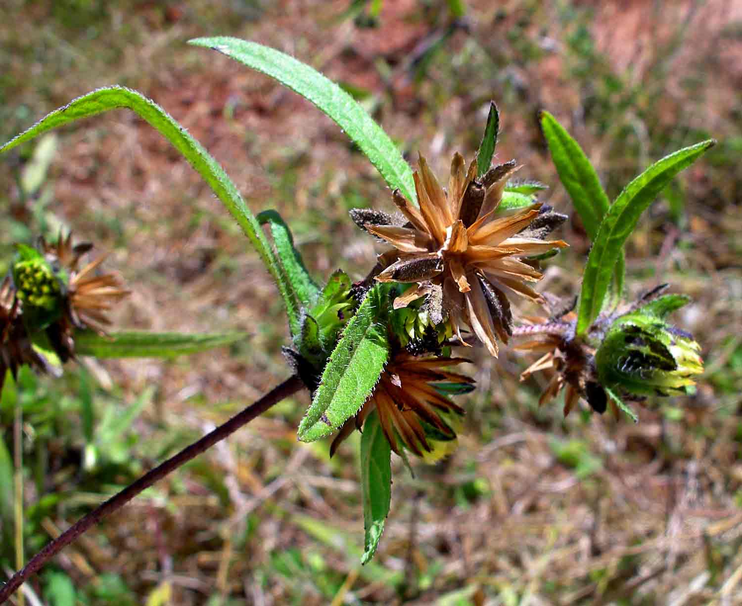 Aspilia kotschyi subsp. kotschyi image